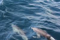 dolfijnen voor de kust Aruba